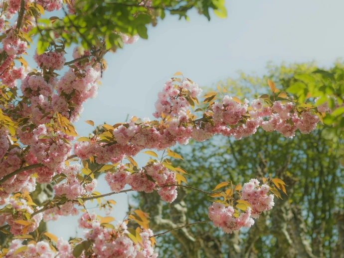 Photo paysage de printemps